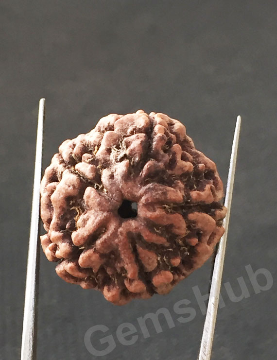 5 Mukhi Natural Certified Rudraksha Size- 22.8 mm Premium Quality